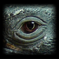 爬虫類・トカゲの目